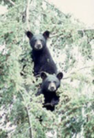 Black Bears in trees