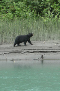 Black bear testing the air