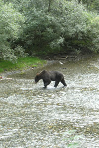 Grizzly bear looking for Salmon