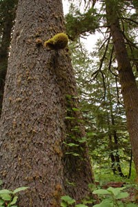 Beautiful Giant Sitka Spruce and Old Cedars Tours