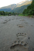 Grizzle bear tracks
