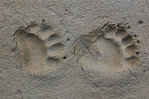 Bear tracks often seen