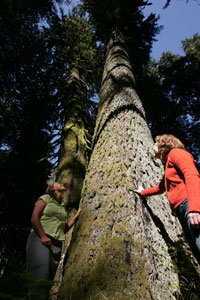 Nature walk to the Giant Sitka Spruce