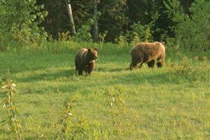 Grizzly bears playing tag