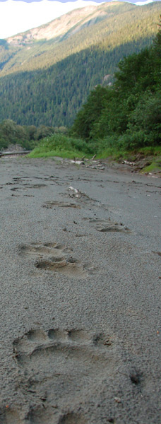 Grizzly Tracks on the sand bar by Exchamsiks River