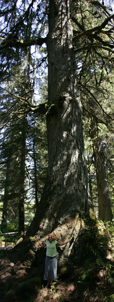 Giant Sitka Spruce and Old Cedars Tour