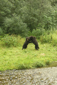 Young Grizzlies playing