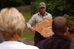 Old Cedar cookie with growth rings