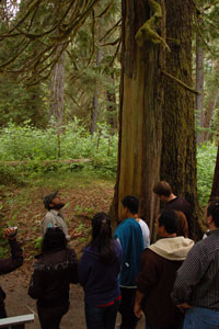Culturally modified trees