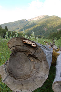 View from the shore of the Exchamsiks River