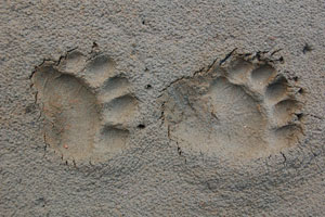 Grizzly Tracks