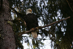 Eagles and Ospreys