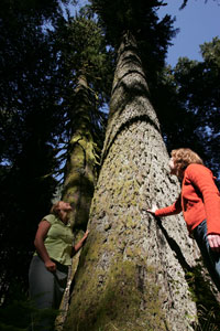 Old growth trees