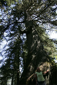 Old Cedars Tours and nature walk