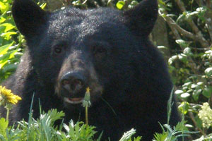 Black Bear