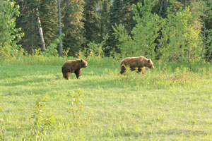 Grizzly bears playing
